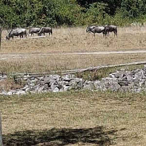 Heart of Africa- Common Wildebeest