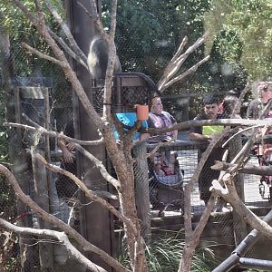 Heart of Africa- Vervet Monkey