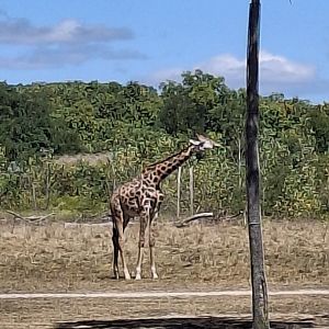 Heart of Africa- Masai Giraffe