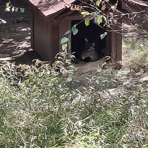 Asia Quest- Tufted Deer