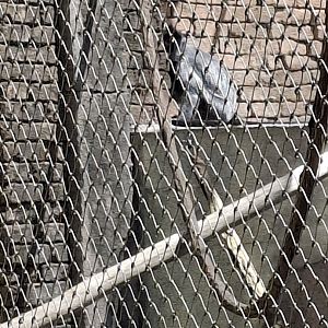 Asia Quest- Silvery Leaf Langur