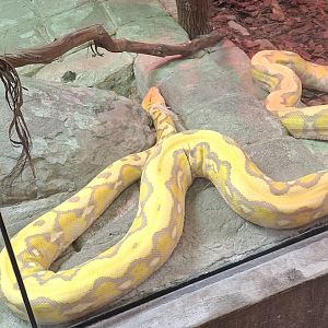 Asia Quest- Reticulated Python