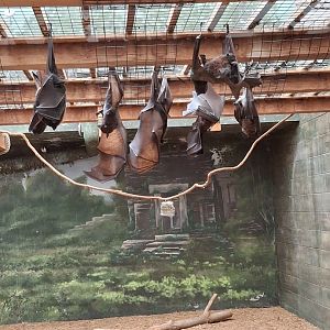 Asia Quest- Large Flying Fox