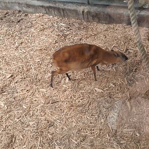 Asia Quest- Greater Malayan Chevrotain