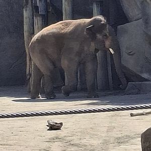 Asia Quest- Asian Elephant