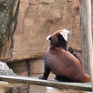 Asia Quest- Red Panda