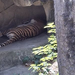 Asia Quest- Amur Tiger