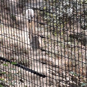 Asia Quest- Mexican Grey Wolf