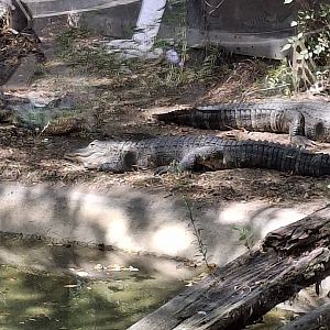 Shores- American Alligator