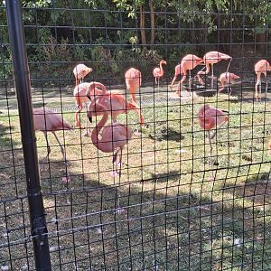 Shores- Caribbean Flamingo