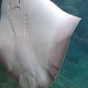 Shores- Southern Stingray