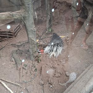 Nocturnal House- Indian Porcupine