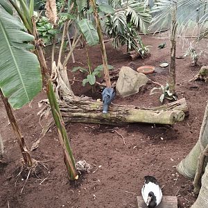 Nocturnal House- Aviary