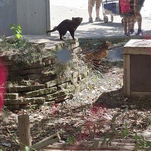 Australia- Tasmanian Devil