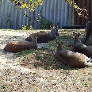 Australia- Red Kangaroo