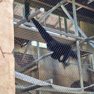 The Islands- Siamang Mid-swing