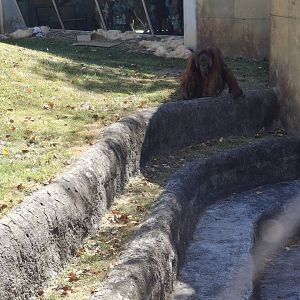 The Islands- Orangutan