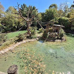 The Islands- Gibbon Island