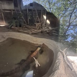 The Islands- Komodo Dragon