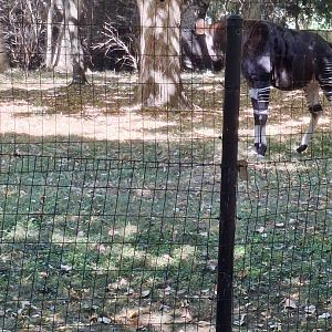 Congo Expedition- Okapi