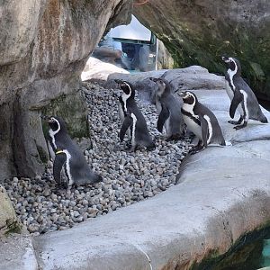 Shores- Humboldt Penguin