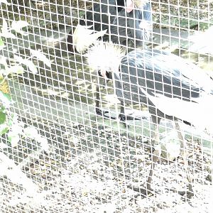 Congo Expedition- Black Crowned Crane