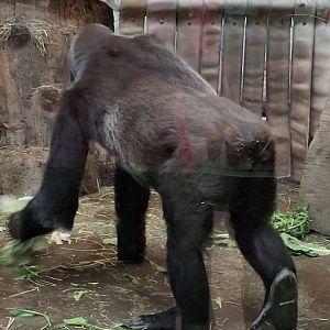 Congo Expedition- Gorilla