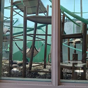 Congo Expedition- Indoor Bonobo Exhibit