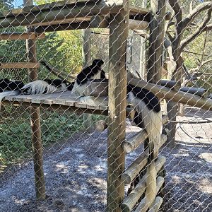 Congo Expedition- Black and White Colobus