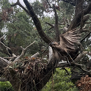 Birds of the World-Africa Savanna