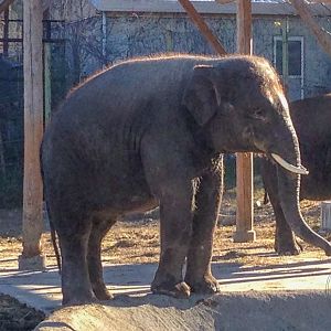 Sumatran Elephant (Elephas maximus sumatranus)
