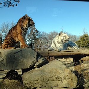 "Bengal" Tigers