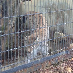 Eurasian Lynx (Lynx lynx)
