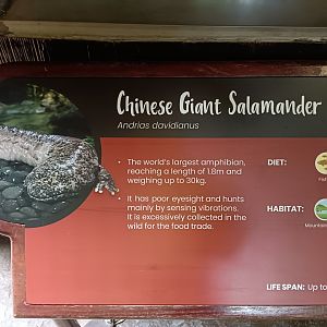 Chinese Giant Salamander Sign