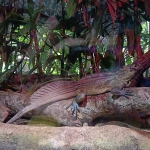 Philippine Sailfin Lizard