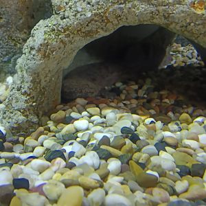 Chinese Giant Salamander