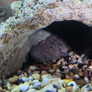 Chinese Giant Salamander