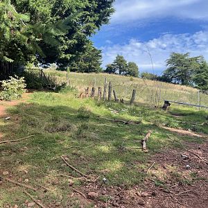 Collared Peccary Enclosure
