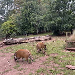 Red River Hogs (Potamochoerus porcus