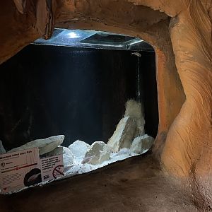 Mexican Blind Cavefish Tank