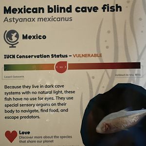 Mexican Blind Cave Fish Sign