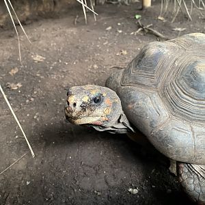 Red-footed Tortoise (Chelonoidis carbonarius)