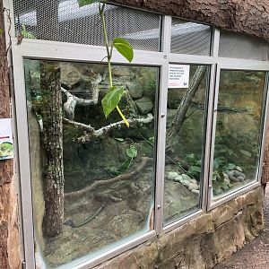 Thao Whipping Frog Tank