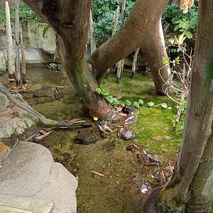 Spotted Green Pufferfish pool - Indonesian Jungle Pavilion