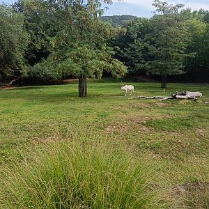 Addax enclosure - Across the Continents