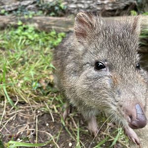 Delilah the female L-N Potoroo