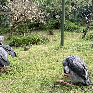 Southern Screamer (Chauna torquata)