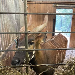 Mountain Bongo (Tragelaphus eurycerus isaaci)