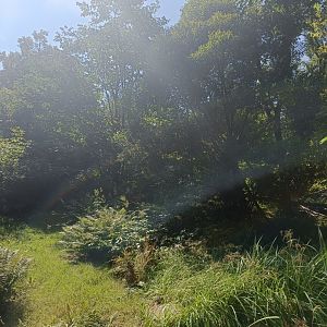 White-nosed Coati enclosure - Across the Continents