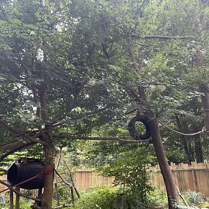 New Binturong Enclosure (2)